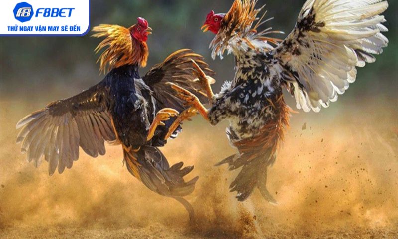 Đá gà cựa dao – Màn so tài căng thẳng đến nghẹt thở Đá gà cựa dao – Màn so tài căng thẳng đến nghẹt thở